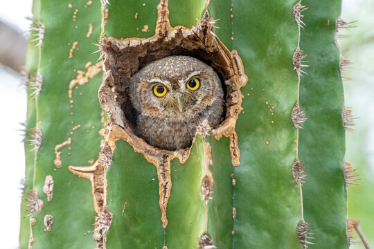 Sanford's Elf Owl (Micrathene whitneyi ssp. sanfordi) nesting in a cactus