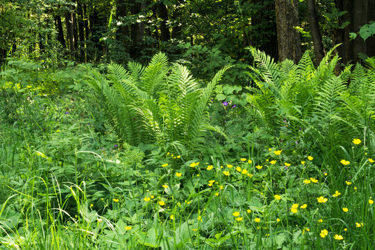 natural background, summer meadow vegetation with grass and flowers