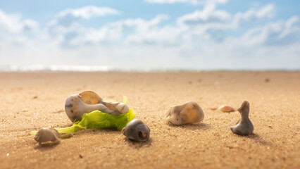 Fototapeta na wymiar beautiful little shells on the sand