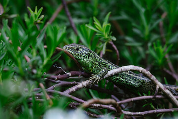 Lizard sitting on a plant