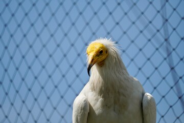 golden eagle in cage