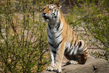 tiger in the zoo