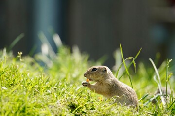 squirrel in the grass