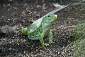 green lizard on a tree