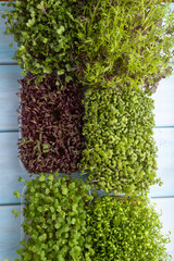 Set of boxes with microgreen sprouts of amaranth, rucola, watercress, mustard,  mizuna and kohlrabi cabbage.