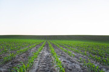 Maize corn seedling in the agricultural plantation in the evening. Young green cereal plant growing in the cornfield. Spring landscape with a panorama of a field.