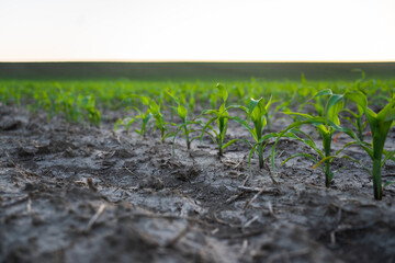 Growing young green corn seedling sprouts in cultivated agricultural farm field under the sunset. Spring landscape with a panorama of a field.