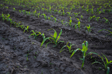 Rows of young corn maize. Agriculture. Field.