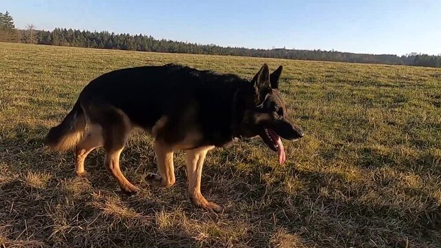 german shepherd dog go for a walk 
