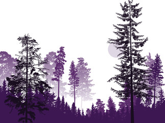 lilac fir trees forest on white background
