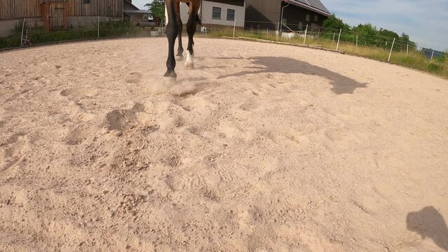 Pferde Hufe im Sand. Barhuf Pferd l&auml;uft im Schritt auf Sandplatz
