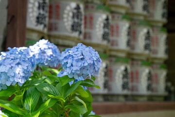 Blue hydrangea in full bloom in Japan