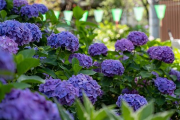hydrangea garden festival in Japan