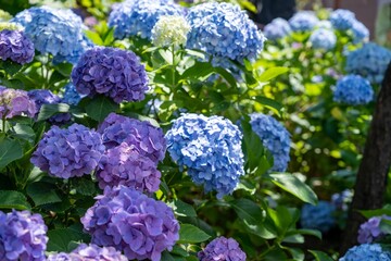 Purple and blue Japanese hydrangea flowers blooming in zen garden