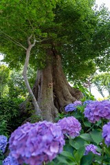 Old tree surrounded by beautiful purple flowers in the spring