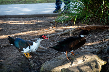 Domestic Ducks, Sydney, Australia