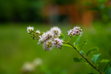 Spirea salicifolia flower. Meadowsweet white, Meadowsweet narrow-leaved. meadowsweet flower