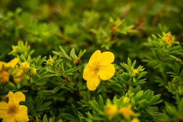 Flower of Kuril tea. Bush cinquefoil. Pentaphylloides fruticosa, Rosaceae. yellow flower