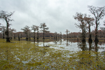 View of Caddo Lake in Texas infected with salvinia molesta, commonly known as giant salvinia, or as kariba weed aquatic fern, USA
