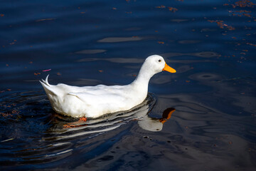 Domestic White Duck, Sydney, Australia