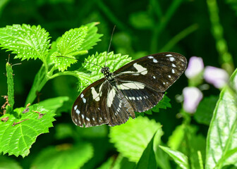 Obraz na płótnie Canvas Butterfly at Hermann Park, Houston, Texas