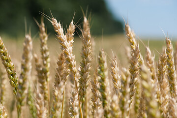 spikelets of golden wheat in the field. Ripe big golden ears of wheat on a yellow background of the field. nature. The idea of a rich summer harvest, agriculture, agro-industrial complex for food.