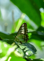 Butterfly at Hermann Park, Houston, Texas