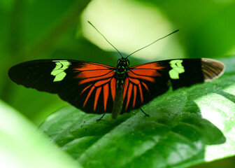 Fototapeta na wymiar Butterfly at Hermann Park, Houston, Texas