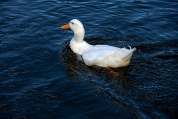 Domestic White Duck, Sydney, Australia