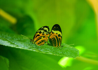 Butterfly at Hermann Park, Houston, Texas