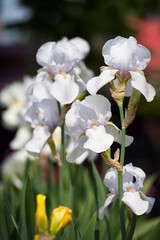 Irideae. White iris flowers are blooming in the garden. White flowers in the garden. macro photo, floral natural background. beautiful flowers close-up. blurred green background