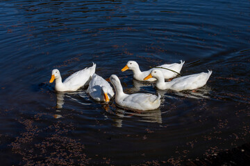 Domestic White Ducks, Sydney, Australia