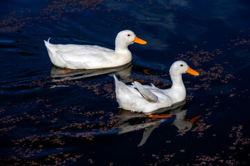 Domestic White Ducks, Sydney, Australia