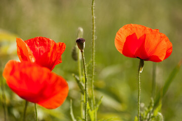 Fototapeta premium red poppy on a green background. big beautiful poppy flower on a blurred background, green and red, floral design, nature close-up, bokeh. flowers of europe, narcotic