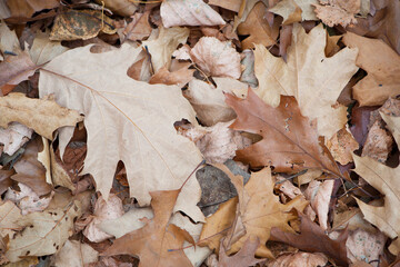 dry leaves. Dry fallen brown oak leaves in autumn Park. autumn background with dry oak leaves, top view, close-up. autumn season, bright leaves, nature in the forest. natural background