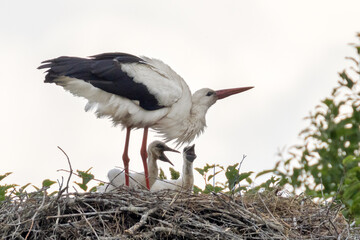 stork and two chickens in nest