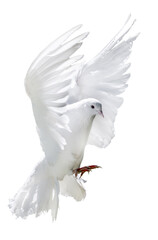flying isolated pure white pigeon with lush tail