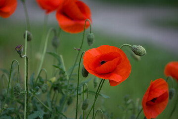 Obraz premium red poppy flowers on a green background. large beautiful blooming poppies in the green grass in the rays of a summer sunset. poppies in the field close-up, bokeh, blurred background