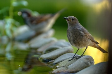 y: Black redstart - Phoenicurus ochruroson a rock at a bird water hole. House sparrow in the background. Czechia. 