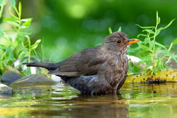 Blackbird, female in the water of a bird watering hole. Reflection on the water. Czechia.