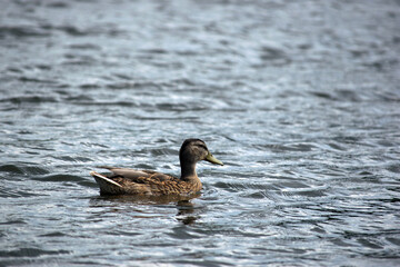 Anas platyrhynchos. duck in a pond. beautiful duck swims in the water of a forest lake. natural background, close-up. wild bird in nature. female duck, spring body of water in the park. river