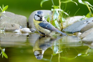 Blue tit in the water of a bird watering hole. Reflection on the water. Czechia.