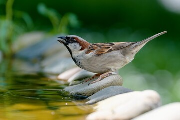 House sparrow, male drinking from bird's water hole. Czechia.