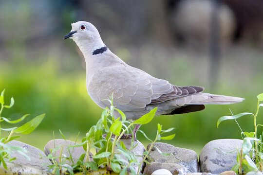Turtledove on the stones at the bird water hole. Reflection on the water. Czechia.