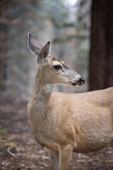 A mule deer profile in the forest at Sequoia National Park 