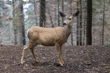 Beautiful mule deer in the forest at Sequoia National Park in California