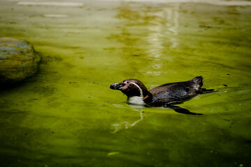 penguin on the lake