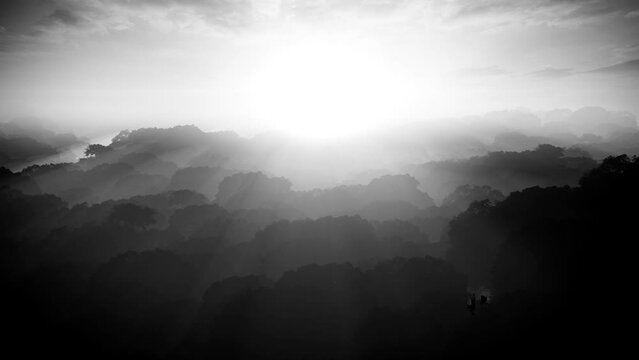 Fly through over mysterious forrest background with camera fly through over the drak forest loop