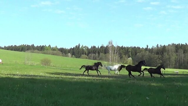 Pferde Herde im Galopp auf Koppel