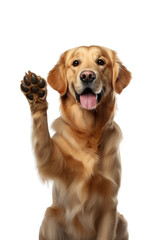 Adorable Golden Retriever giving paw over isolated background